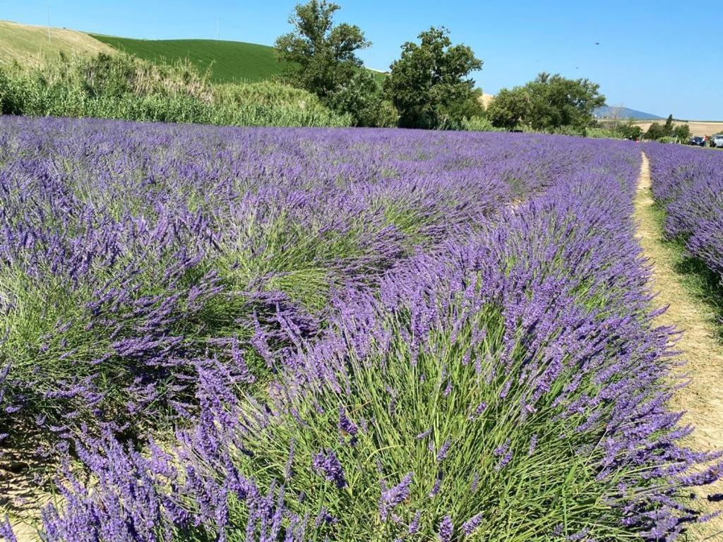 Podere Il Mulino Pieve di Santa Luce Eksteriør bilde